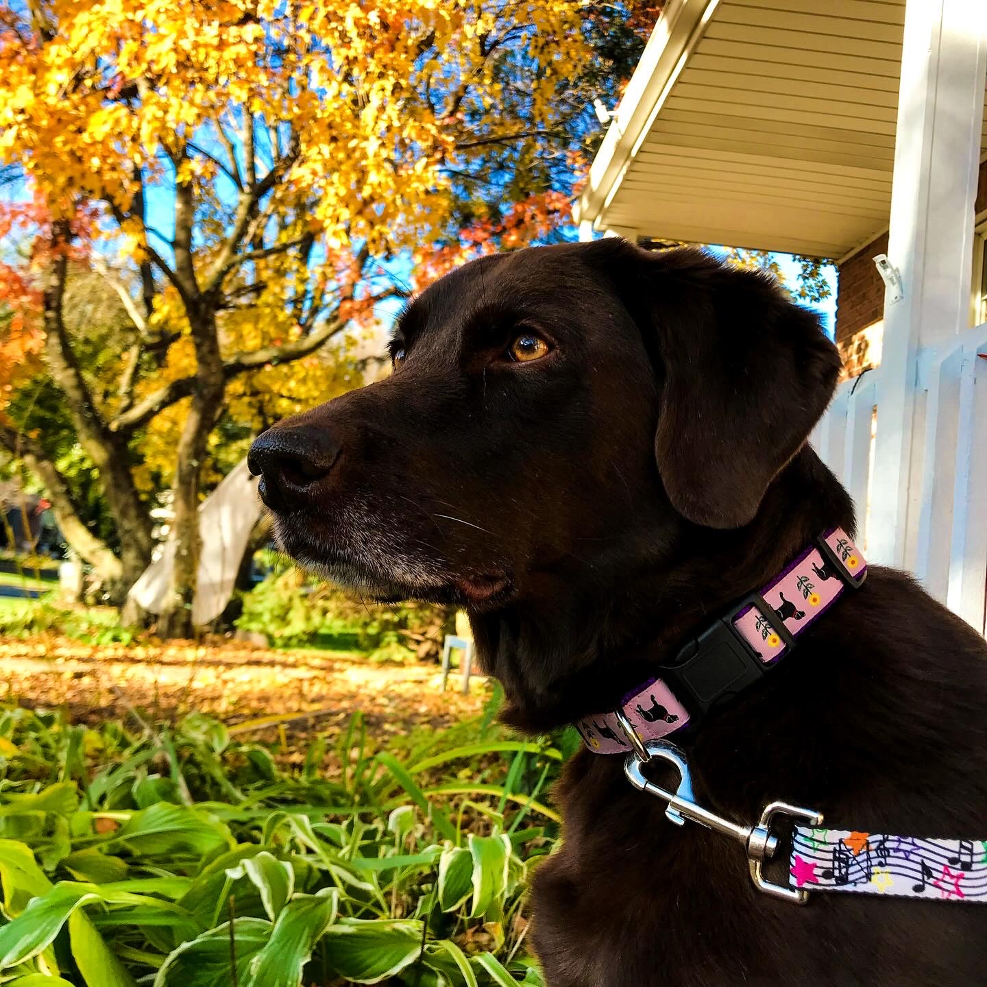 Invitations From A Dog